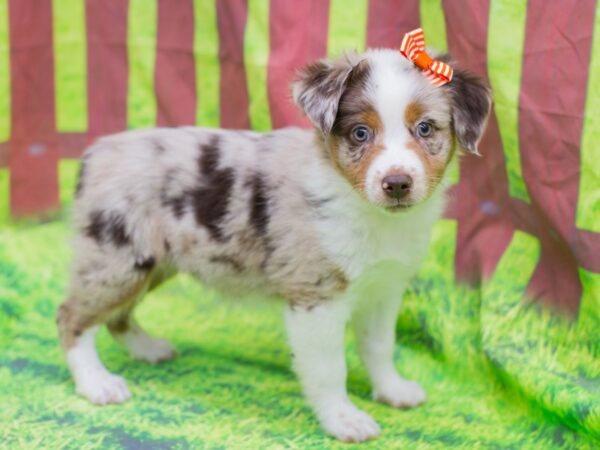 Miniature Australian Shepherd-DOG-Female-Red Merle-12890-Petland Wichita, Kansas