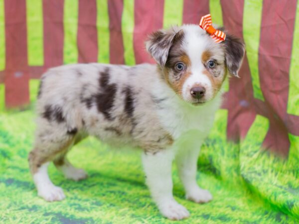 Miniature Australian Shepherd DOG Female Red Merle 12890 Petland Wichita, Kansas