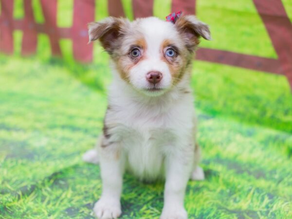 Miniature Australian Shepherd DOG Female Red Merle 12889 Petland Wichita, Kansas