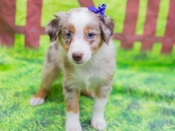 Miniature Australian Shepherd DOG Female Red Merle 12888 Petland Wichita, Kansas