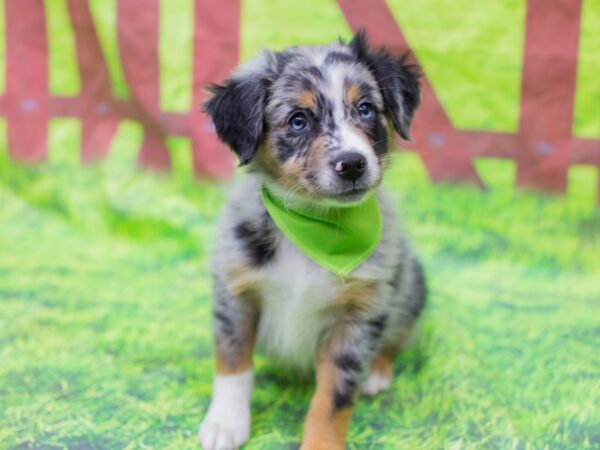 Miniature Australian Shepherd-DOG-Male-Blue Merle-12887-Petland Wichita, Kansas