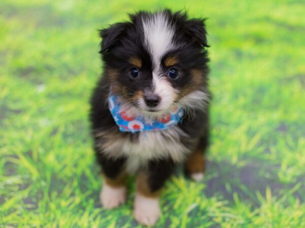 Miniature Australian Shepherd DOG Male Black Tri 12886 Petland Wichita, Kansas