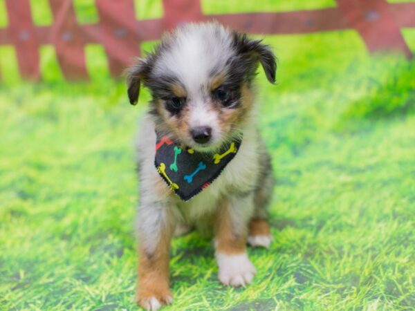 Miniature Australian Shepherd-DOG-Male-Blue Merle-12884-Petland Wichita, Kansas
