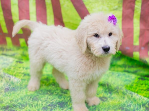 Golden Retriever DOG Female Golden 12883 Petland Wichita, Kansas