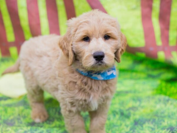 Golden Retriever DOG Male Golden 12882 Petland Wichita, Kansas