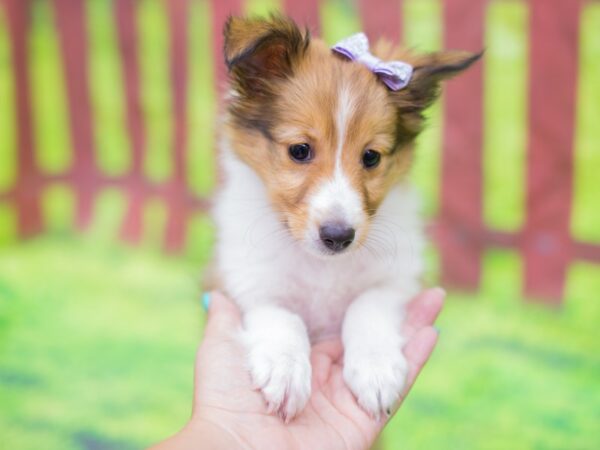 Shetland Sheep-DOG-Female-Sable and White-12881-Petland Wichita, Kansas