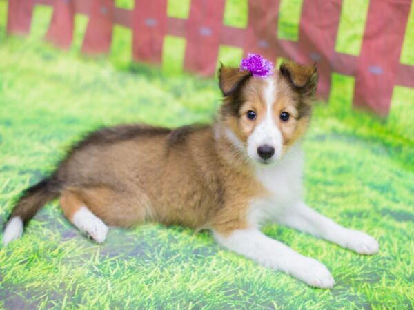 Shetland Sheep-DOG-Female-Sable and White-12880-Petland Wichita, Kansas