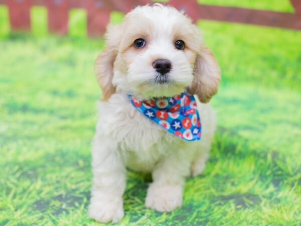 Cockapoo DOG Male White and Buff 12879 Petland Wichita, Kansas