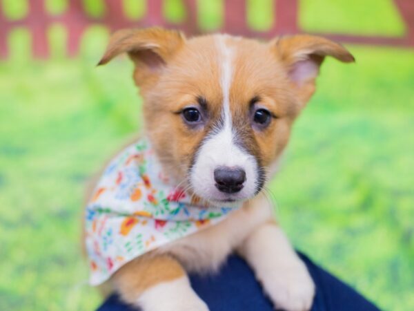 Pembroke Welsh Corgi DOG Female Red and White 12878 Petland Wichita, Kansas