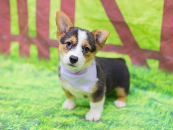 Pembroke Welsh Corgi-DOG-Female-Tri Color-12877-Petland Wichita, Kansas