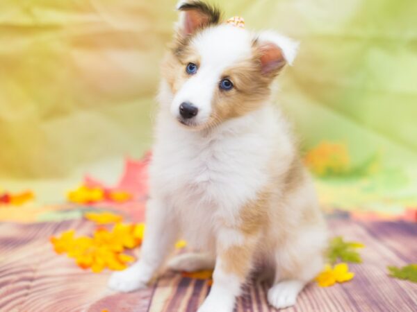 Shetland Sheepdog DOG Female Red Merle blue eyes!!!! 12899 Petland Wichita, Kansas