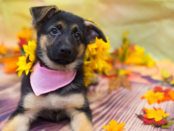 German Shepherd Dog DOG Female Black and Tan 12900 Petland Wichita, Kansas