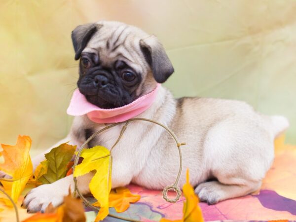 Pug DOG Female Fawn 12905 Petland Wichita, Kansas