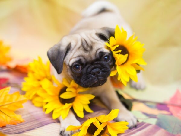 Pug DOG Male Fawn 12906 Petland Wichita, Kansas