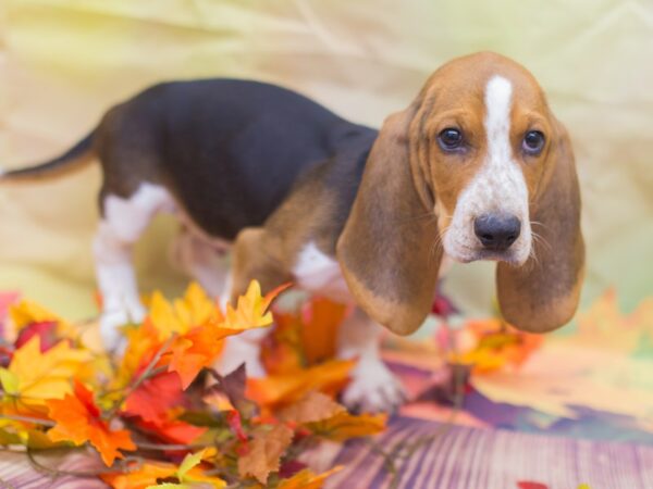 Basset Hound DOG Male Black Red and White 12907 Petland Wichita, Kansas