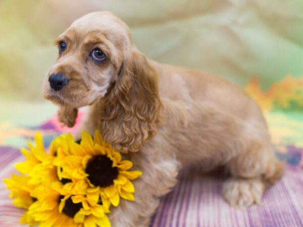 Cocker Spaniel DOG Female Buff 12908 Petland Wichita, Kansas