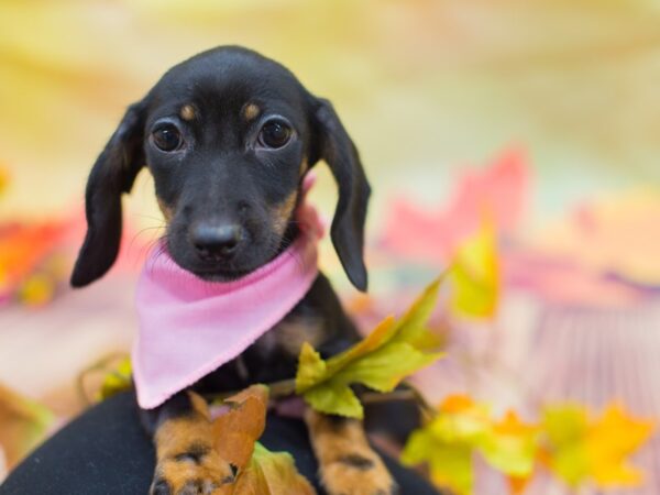 Dachshund DOG Female Black and Tan 12909 Petland Wichita, Kansas