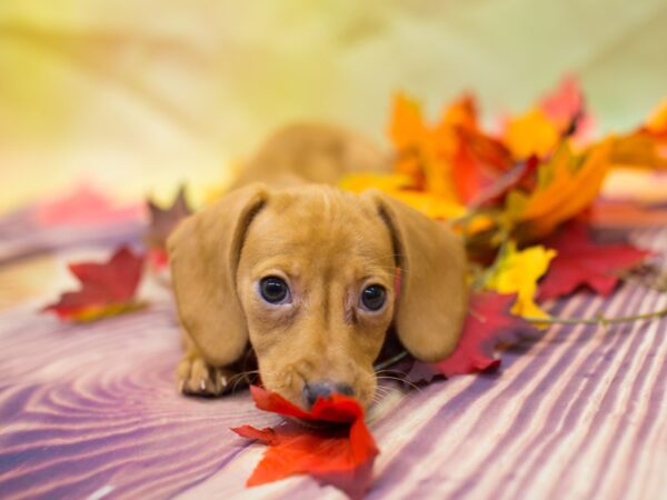 Dachshund-DOG-Female-Cream-12910-Petland Wichita, Kansas