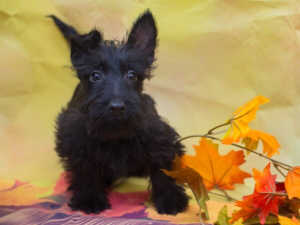 Scottish Terrier DOG Female Black 12911 Petland Wichita, Kansas