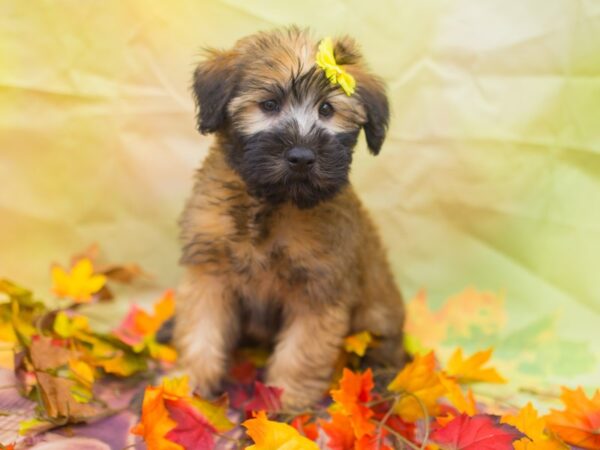 Soft Coated Wheaten Terrier DOG Female Wheaten 12912 Petland Wichita, Kansas