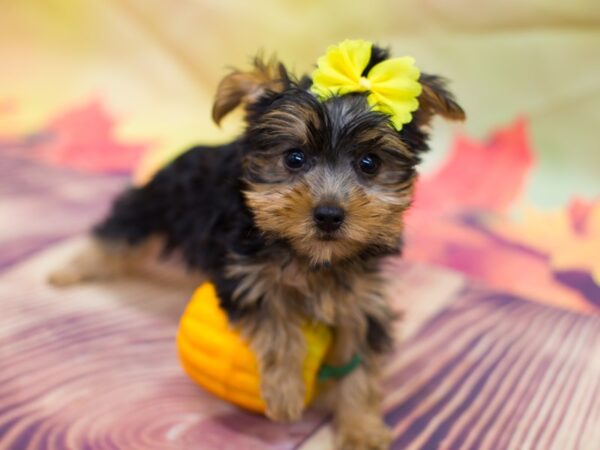 Yorkshire Terrier DOG Female Black and Tan 12914 Petland Wichita, Kansas