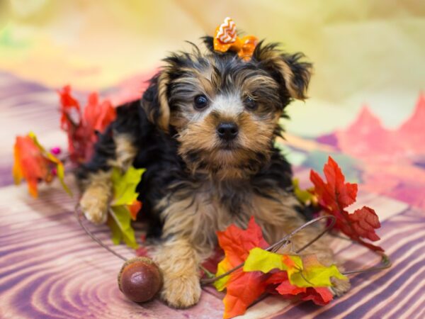 Yorkshire Terrier DOG Female Black and Tan 12913 Petland Wichita, Kansas