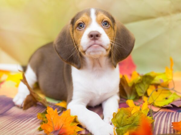 Beagle-DOG-Male-Chocolate and White-12902-Petland Wichita, Kansas