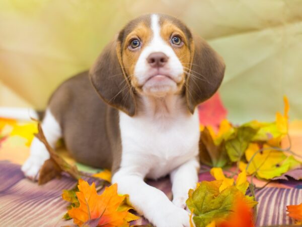 Beagle DOG Male Chocolate and White 12902 Petland Wichita, Kansas