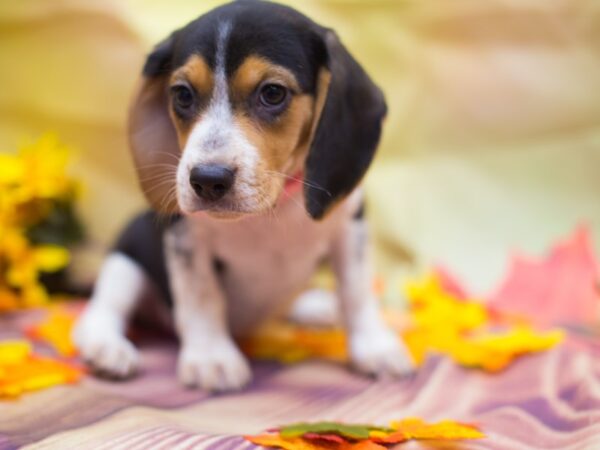 Beagle-DOG-Female-Tri Color-12904-Petland Wichita, Kansas