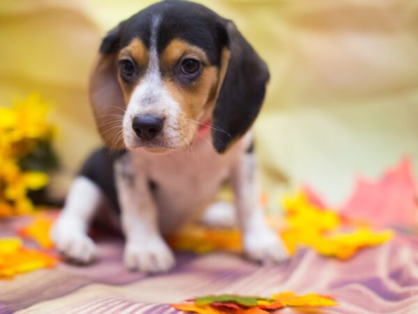 Beagle DOG Female Tri Color 12904 Petland Wichita, Kansas