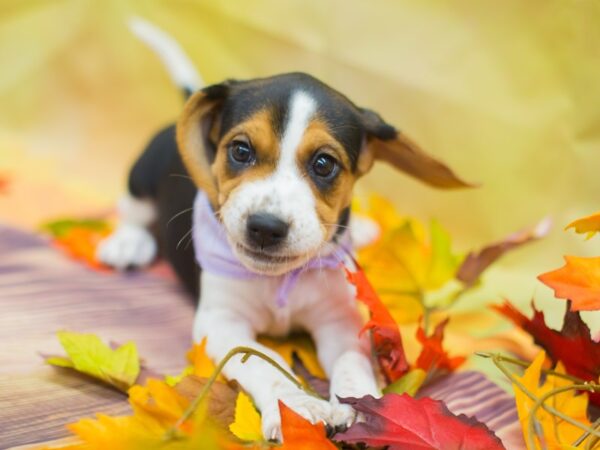 Beagle DOG Female Tri Color 12903 Petland Wichita, Kansas