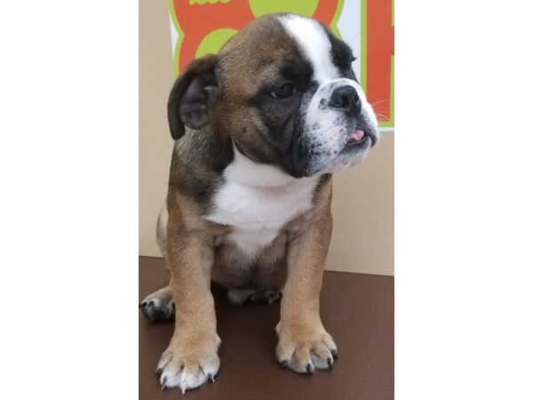 English Bulldog DOG Male Red and White 12876 Petland Wichita, Kansas