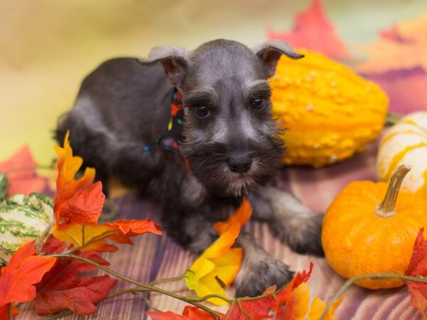 Miniature Schnauzer DOG Male Salt and Pepper 12933 Petland Wichita, Kansas