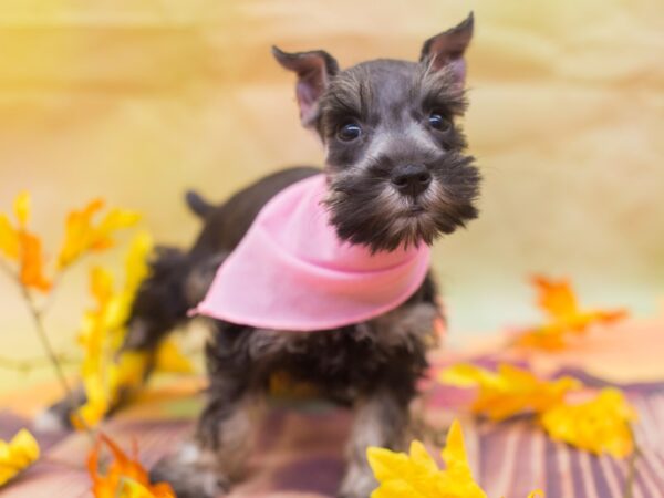 Miniature Schnauzer DOG Female Salt and Pepper 12932 Petland Wichita, Kansas