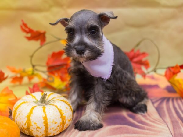 Miniature Schnauzer DOG Female Salt and Pepper 12931 Petland Wichita, Kansas