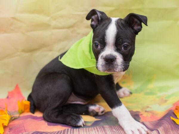 Boston Terrier-DOG-Male-Black and White-12916-Petland Wichita, Kansas