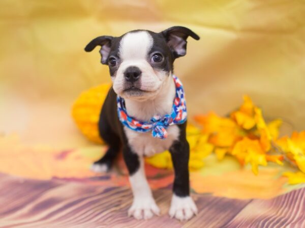 Boston Terrier DOG Male Black and White 12929 Petland Wichita, Kansas