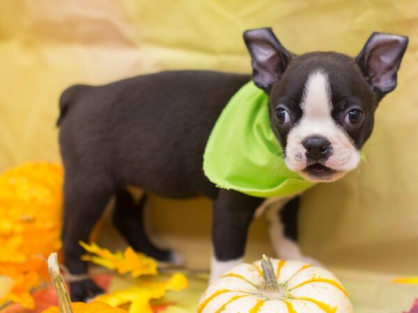 Boston Terrier DOG Male Black and White 12928 Petland Wichita, Kansas