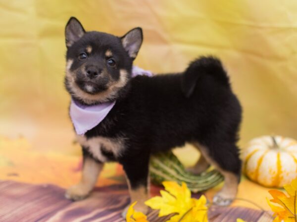 Shiba Inu DOG Female Black and Tan 12927 Petland Wichita, Kansas