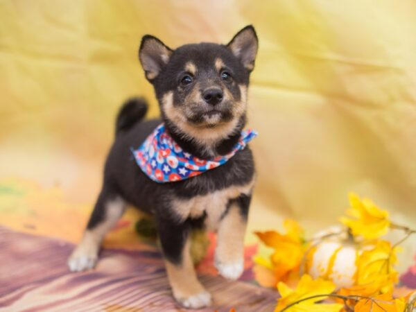 Shiba Inu DOG Male Black and Tan 12926 Petland Wichita, Kansas