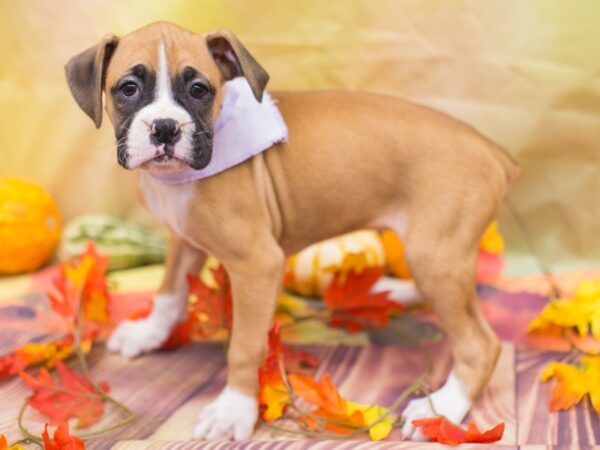 Boxer DOG Female Fawn 12925 Petland Wichita, Kansas