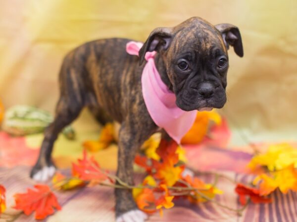 Boxer DOG Female Brindle 12924 Petland Wichita, Kansas