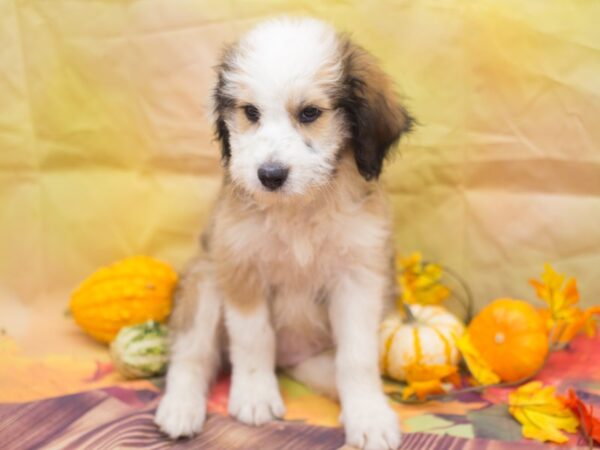 Aussiedoodle DOG Male Red and White 12921 Petland Wichita, Kansas