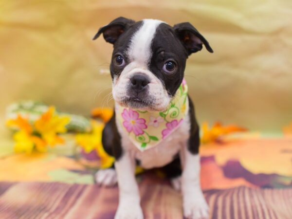 Boston Terrier DOG Female Black and White 12919 Petland Wichita, Kansas