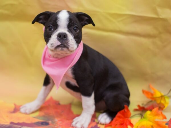 Boston Terrier DOG Female Black and White 12918 Petland Wichita, Kansas