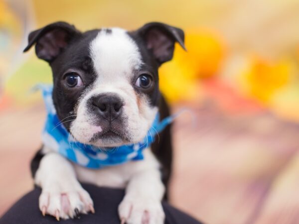 Boston Terrier DOG Male Black and White 12917 Petland Wichita, Kansas