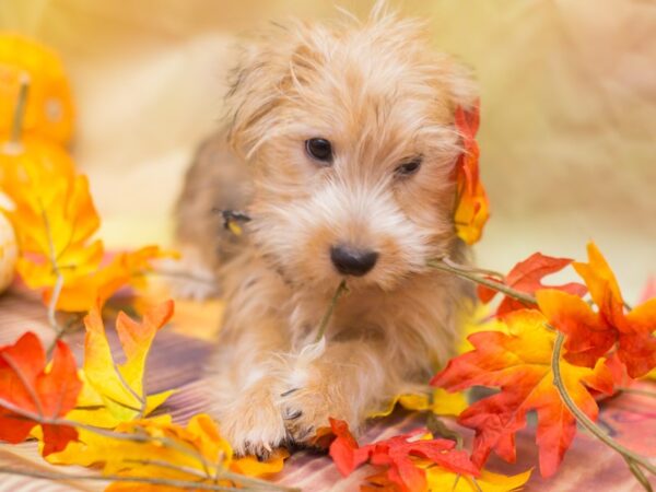 Morkie DOG Male Dark Red Sable 12875 Petland Wichita, Kansas