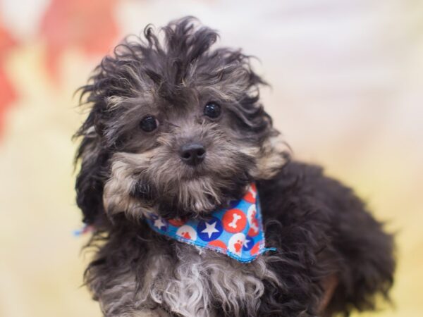 Toy ShihPooPoo-DOG-Male-Phantom-12849-Petland Wichita, Kansas