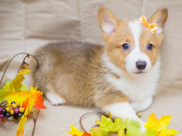 Pembroke Welsh Corgi DOG Female Sable and White 12994 Petland Wichita, Kansas