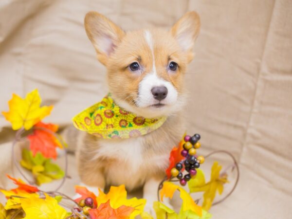 Pembroke Welsh Corgi DOG Female Sable and White 12993 Petland Wichita, Kansas